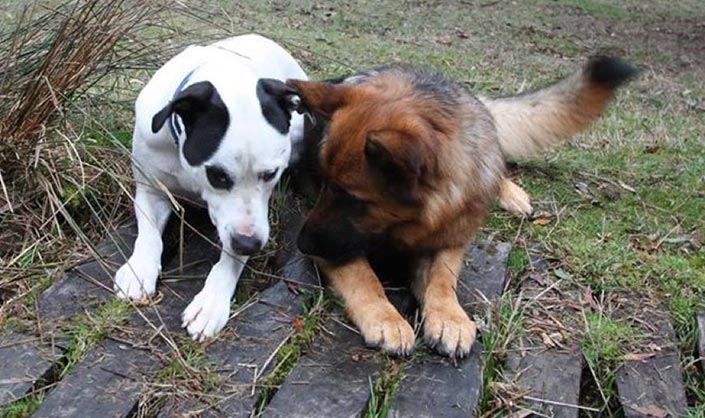 the muddy paws duo the muddy paws duo